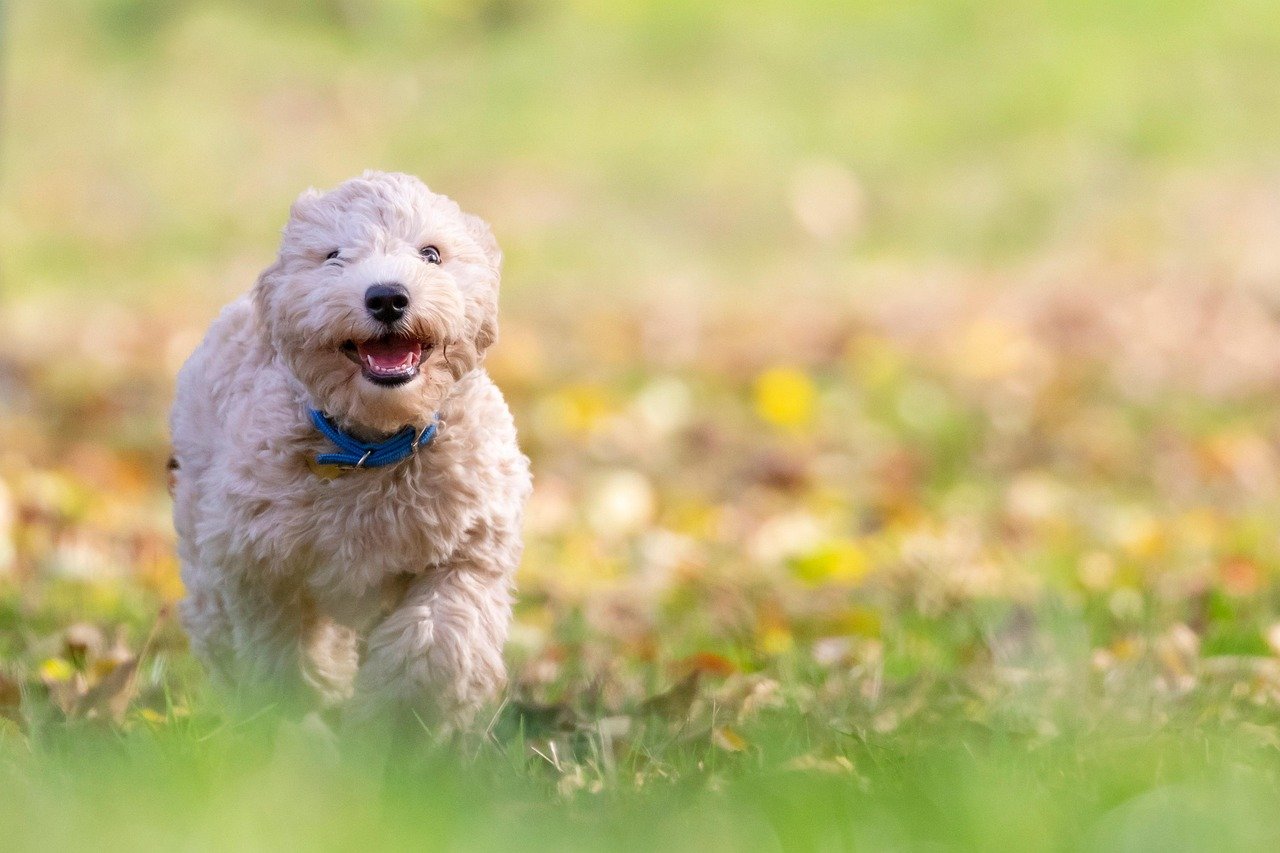 Is Dog Poop Good For Anything In The Garden? Kansas Experts Share Do’s & Don’ts